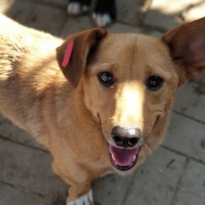 CHIVA - auf Pflegestelle in PLZ 2 - vermittelt