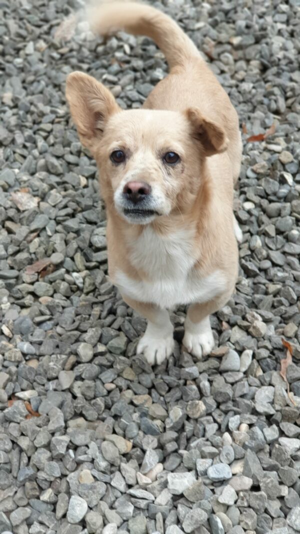TOBBY - reserviert KM - vermittelt – Bild 2