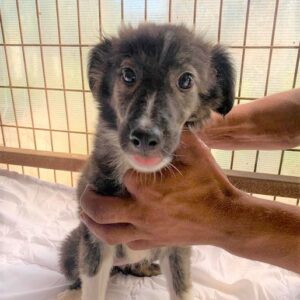 KAHIRA - reserviert Tierhilfe Lebenswert DR - vermittelt