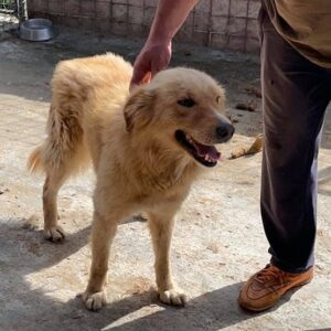 NIELO - Notfall (Tumor am Bein) - reserviert TH Gelnhausen - vermittelt