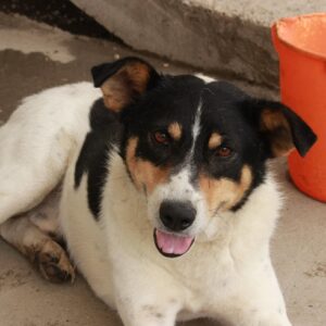 URMEL - reserviert Tierhilfe Lebenswert DR - vermittelt