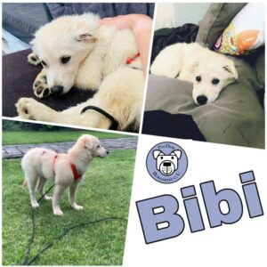 Bibi in 56727 Mayen *vermittelt*