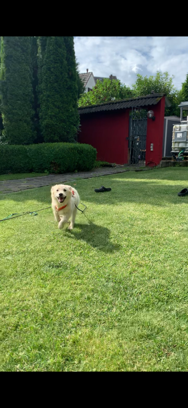 Bibi in 56727 Mayen *vermittelt* – Bild 6