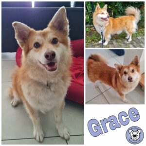 Grace in 64846 Groß-Zimmern *vermittelt*
