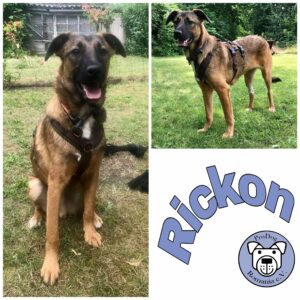 Rickon in 13158 Berlin