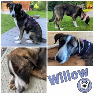 Willow in 69123 Heidelberg - vermittelt