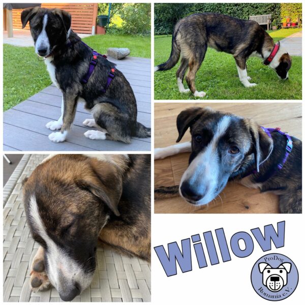 Willow in 69123 Heidelberg - vermittelt