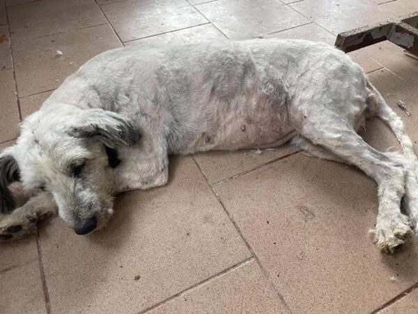 MEGGY - auf Pflegestelle in PLZ 1 - vermittelt – Bild 8