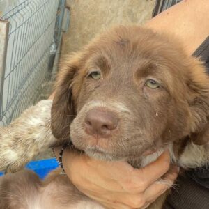 ALMUTH - auf Pflegestelle in PLZ 1 - vermittelt