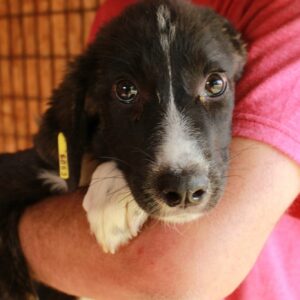 LACY - reserviert Tierhilfe Lebenswert DR - vermittelt