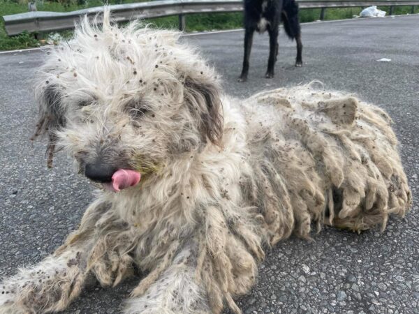 MEGGY - auf Pflegestelle in PLZ 1 - vermittelt – Bild 6