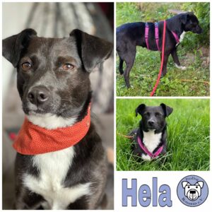 Hela in 55568 Lauschied *vermittelt*