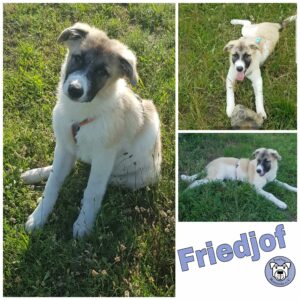 Friedjof in 68766 Hockenheim *vermittelt*