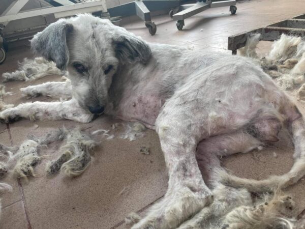 MEGGY - auf Pflegestelle in PLZ 1 - vermittelt – Bild 9
