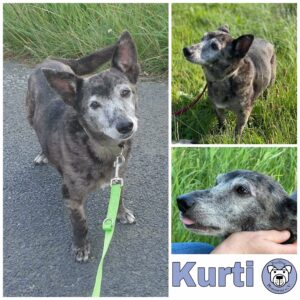 Kurti in 18311 Ribnitz-Damgarten *vermittelt*