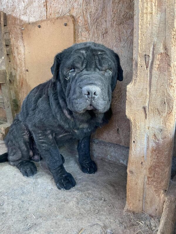 AHMON - Shar Pei - reserviert Anna - vermittelt