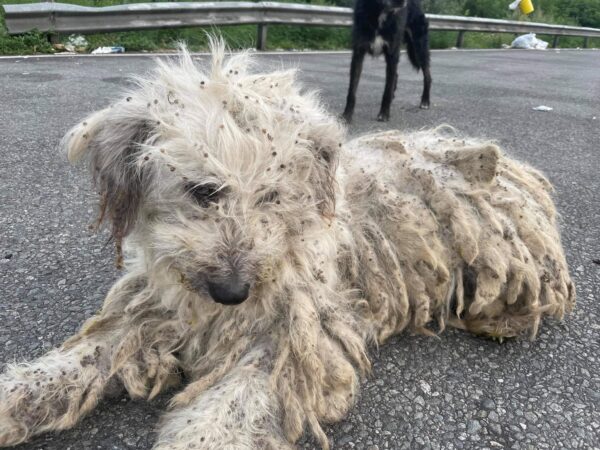MEGGY - auf Pflegestelle in PLZ 1 - vermittelt – Bild 5