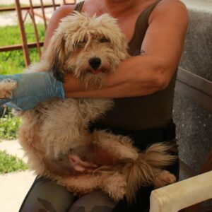 LISSA (HEDWIG) - reserviert Tierhilfe Lebenswert DR - vermittelt