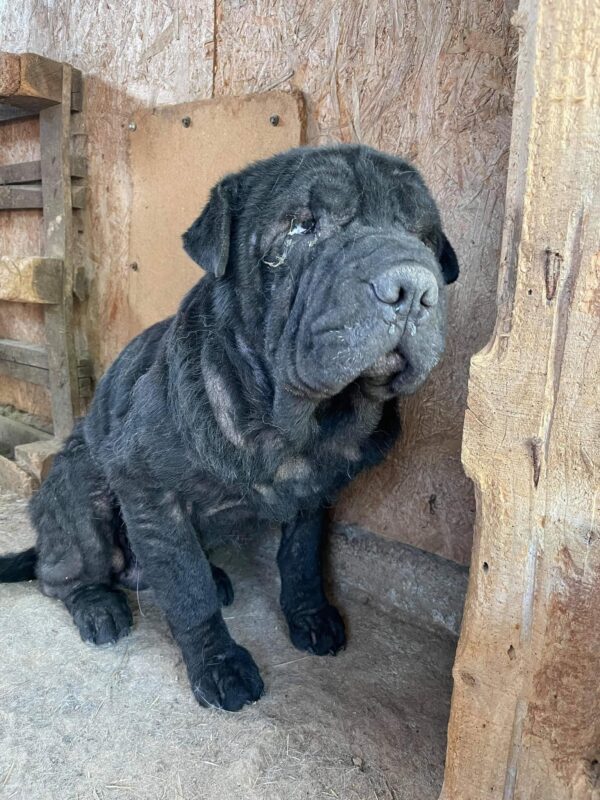 AHMON - Shar Pei - reserviert Anna - vermittelt – Bild 2