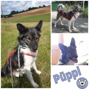 Püppi in 56355 Nastätten *vermittelt*