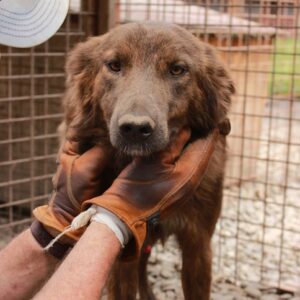 NOLA - reserviert TINO (22.02.) - vermittelt