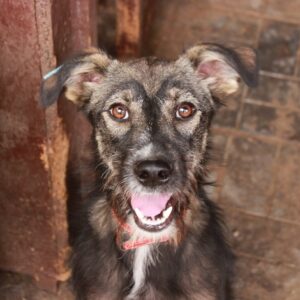 LOJA - reserviert Tierhilfe Lebenswert DR - vermittelt