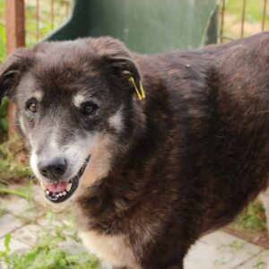 SILVESTER reserviert Manuela (14/05) - vermittelt