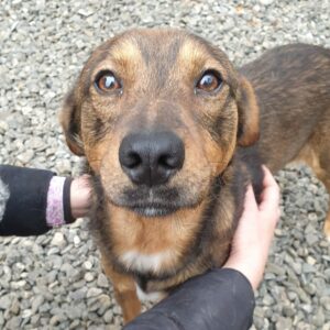 MARTI - reserviert Tierhilfe Lebenswert DR (20.12.) - vermittelt