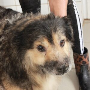 TOMTE - med. Notfall - reserviert NadineZ - vermittelt