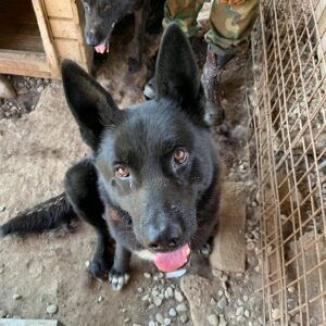 VULCAN - reserviert Manuela - vermittelt