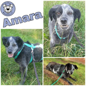 Amara in 18311 Ribnitz Damgarten *vermittelt*