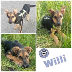 Willi in 18311 Ribnitz Damgarten *vermittelt*