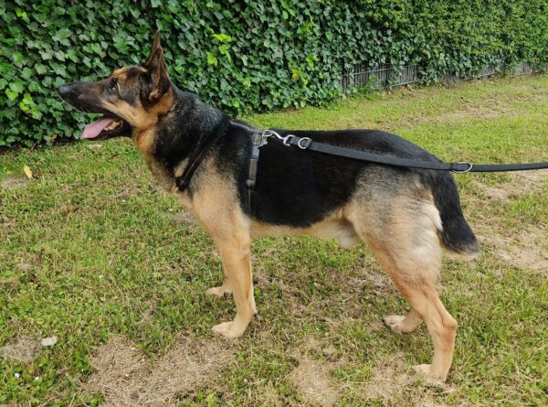 Nickon in 40822 Mettmann *vermittelt* – Bild 7
