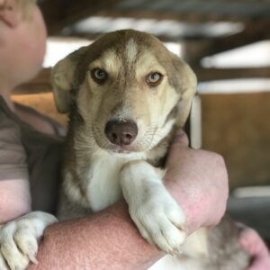 ALFA - reserviert (MG) - vermittelt