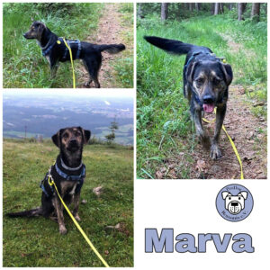 Marva in 83064 Raubling - vermittelt -