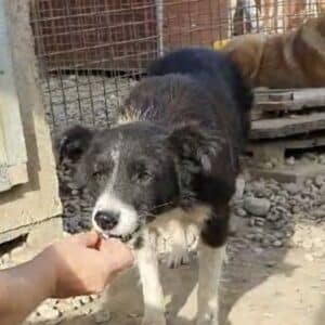 PERRA - reserviert Tierhilfe Lebenswert DR - vermittelt