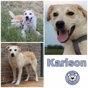 Karlson in 40670 Meerbusch *vermittelt*