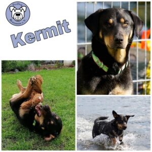 Kermit in 45701 Herten *vermittelt*