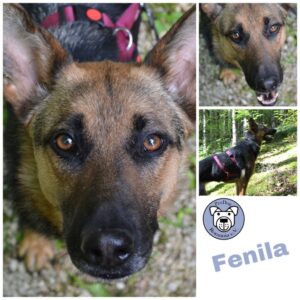 Fenila in 72818 Trochtelfingen *vermittelt*