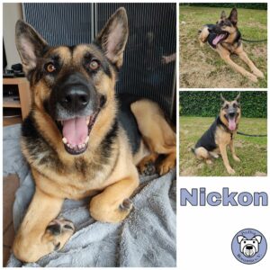 Nickon in 40822 Mettmann *vermittelt*