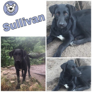 Sullivan in 21521 Dassendorf *vermittelt*