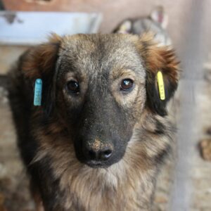DAMIAN - reserviert für Tierhilfe Lebenswert - vermittelt