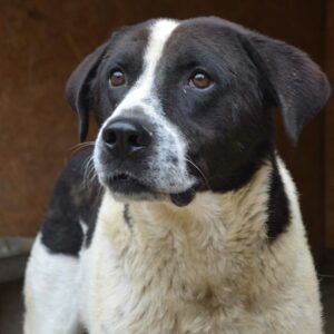 DOGAN - Notfall - auf PDR Gnadenplatz-PS im PLZ Bereich 56