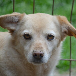 DELIA (♀) - vermisst 04/2023