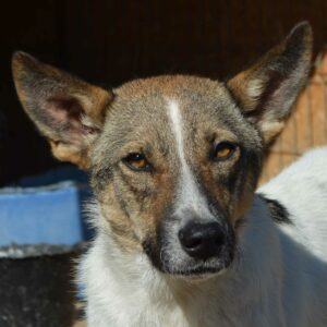 KARI - reserviert Tierhilfe Lebenswert vermittelt