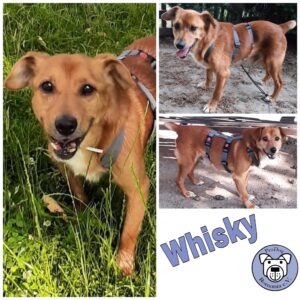 Whisky in 56294 Münstermaifeld *vermittelt*