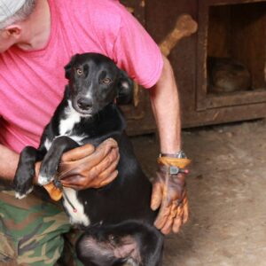 MIA - reserviert Tierhilfe Lebenswert DR - vermittelt