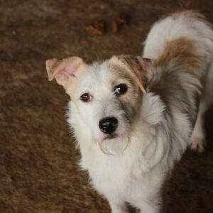 FRÄULEIN Wunderbar - reserviert Tierhilfe Lebenswert DR - vermittelt