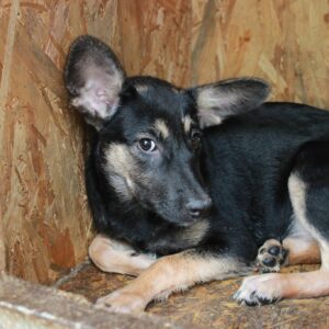 JETTA - sollte dringend mehr menschlichen Input erhalten - reserviert Tierhilfe Lebenswert DR - vermittelt