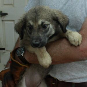 BRUNA - reserviert Tierhilfe Lebenswert DR - vermittelt